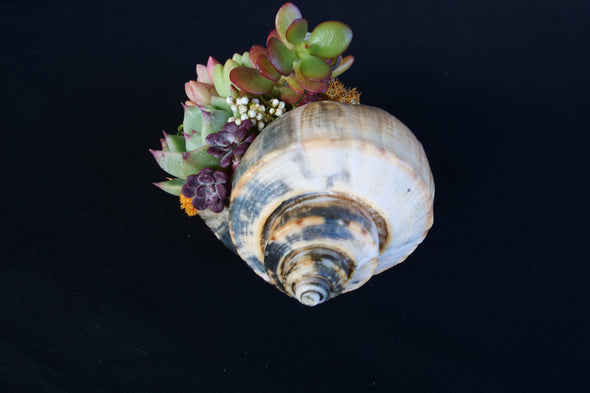 Still Life SeaGarden - Channeled Whelk & Urchin