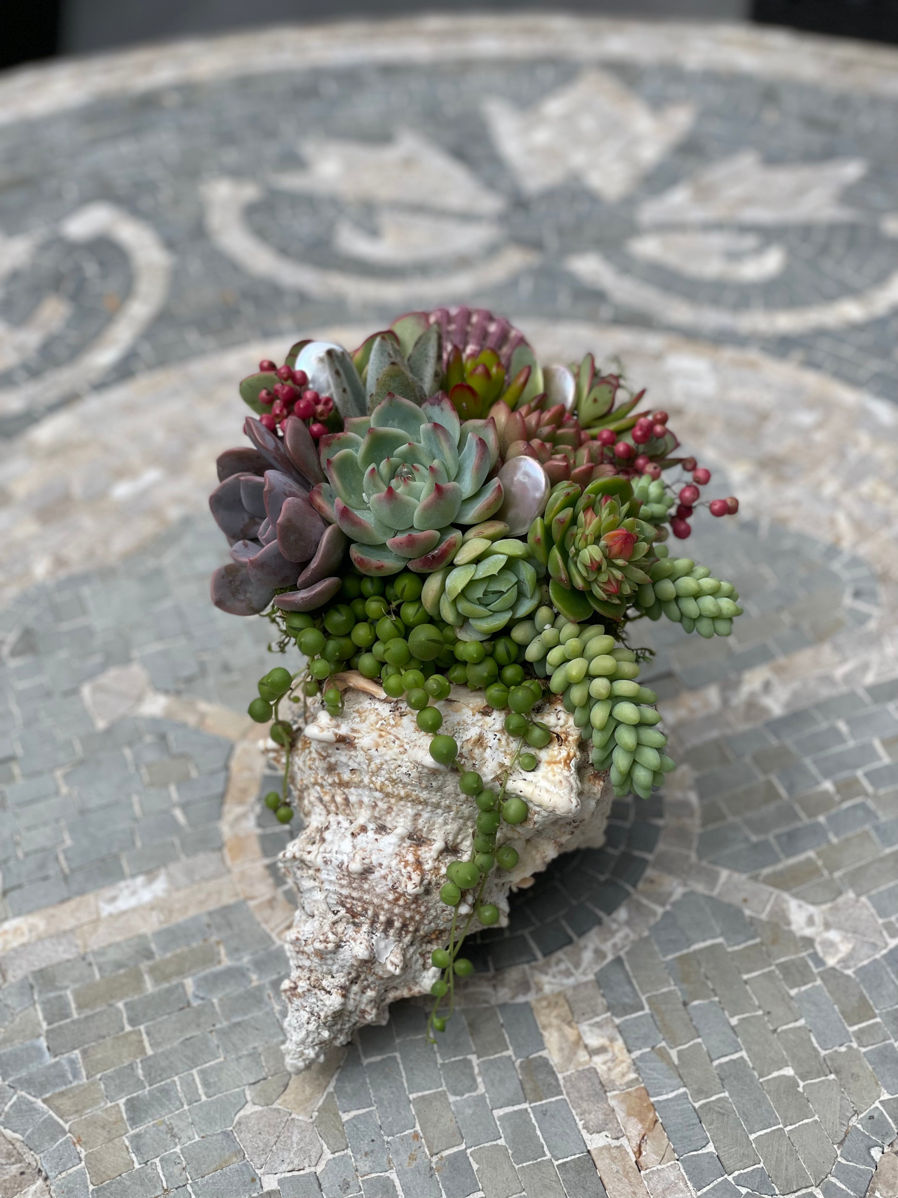 frog plant succulent Frog Shell SeaGarden – SeaGardens Marin