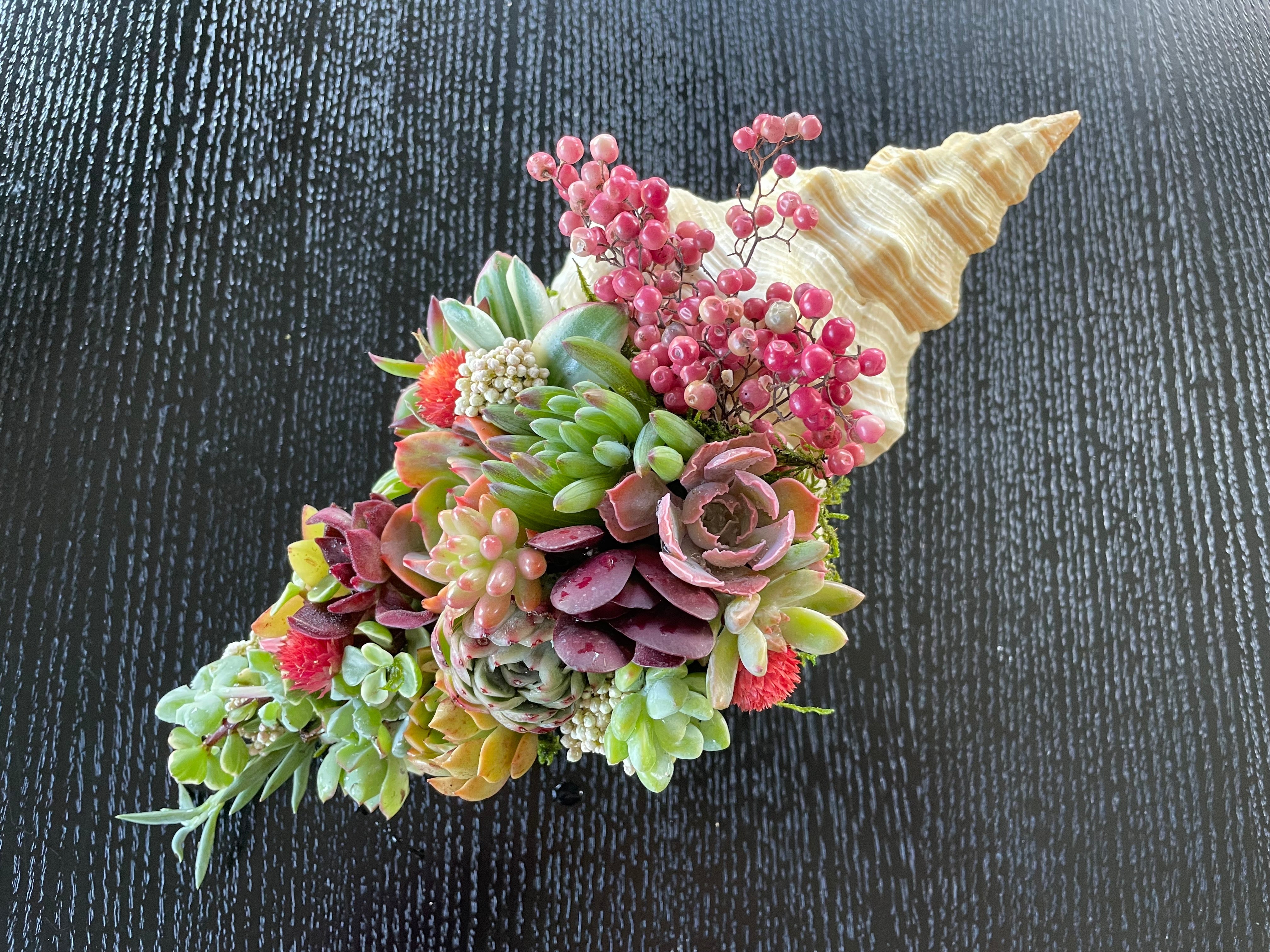 conch shell with succulents One of a Kind" SeaGarden (X-LARGE) – SeaGardens Marin
