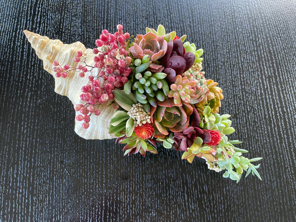 One of a Kind "Horse Conch" SeaGarden (X-LARGE)