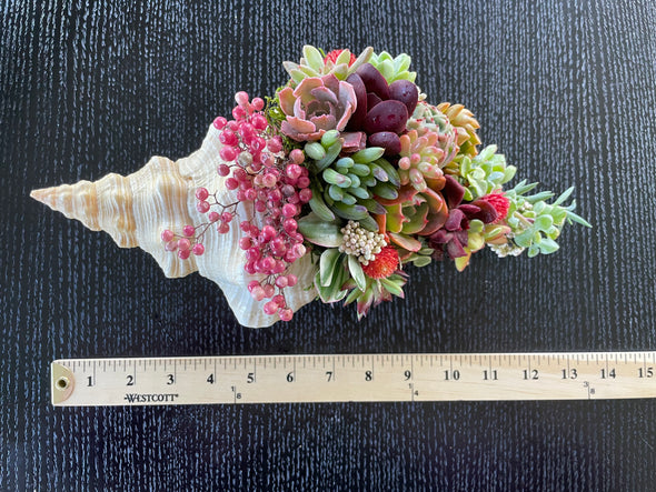 One of a Kind "Horse Conch" SeaGarden (X-LARGE)