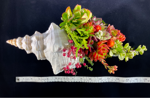 One and Only - Horse Conch SeaGarden