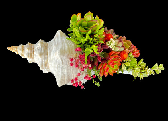 One and Only - Horse Conch SeaGarden