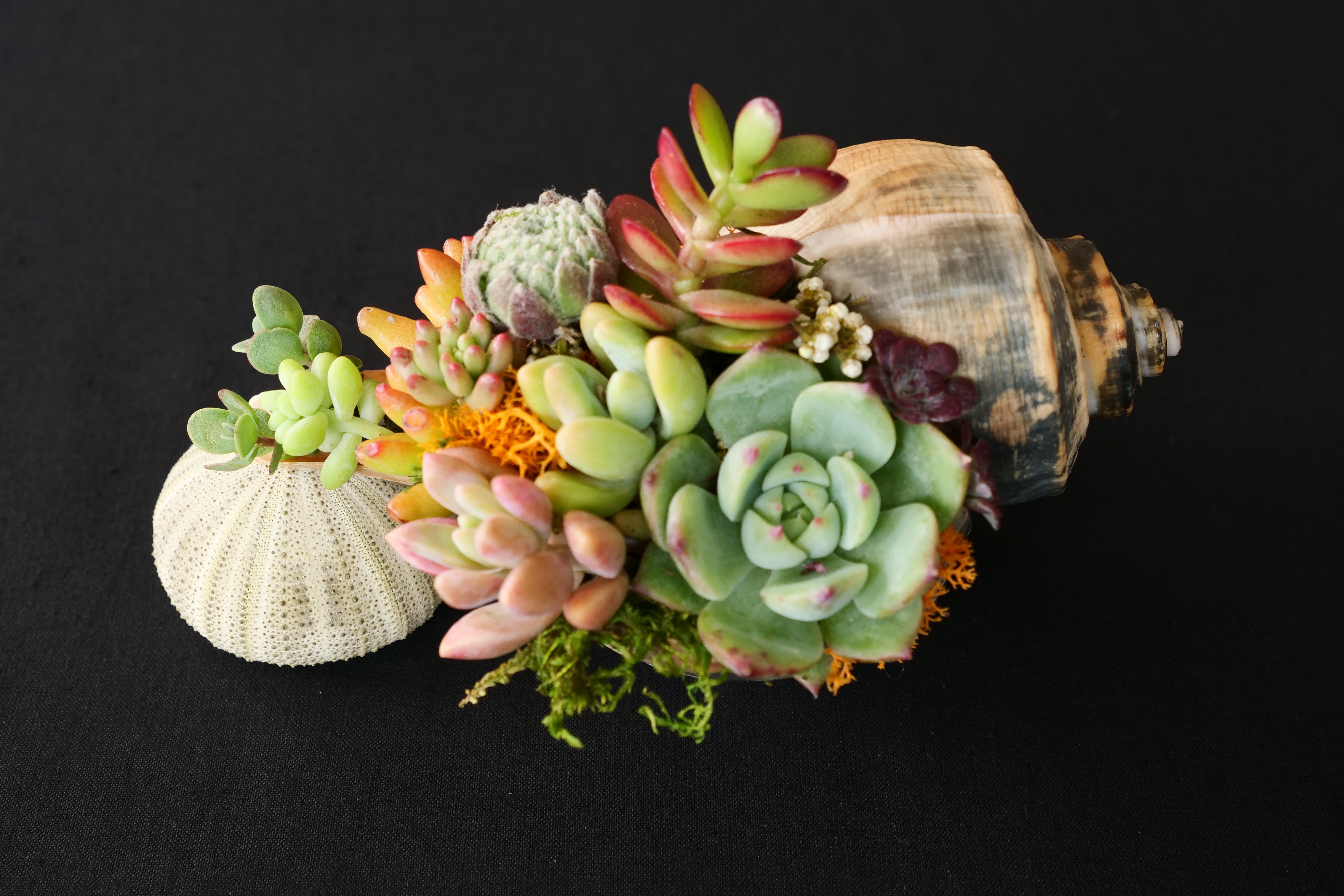 sea urchin succulent Still Life SeaGarden